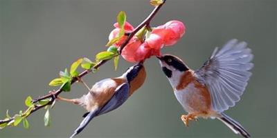 怎麼預防鳥兒中暑 鳥兒中暑的症狀和防治措施