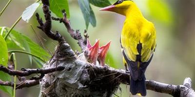 黃鸝是益鳥嗎 黃鸝屬鳥類為著名食蟲益鳥