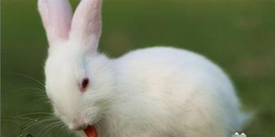 兔子為什麼吃蘿蔔 含有較多脂溶性維生素