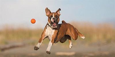 寵物趣圖：酷愛玩球的拳師犬