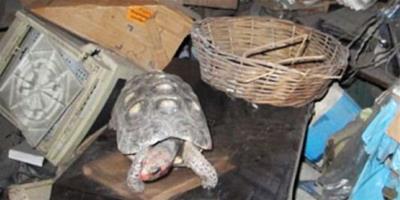 寵物龜被誤鎖儲藏室，30年後仍存活