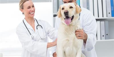 狗狗胃內異物的症狀和防治