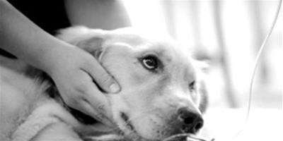 狗狗肝炎的症狀和防治