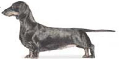臘腸犬(Dachshund)