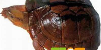 西非側頸盒龜