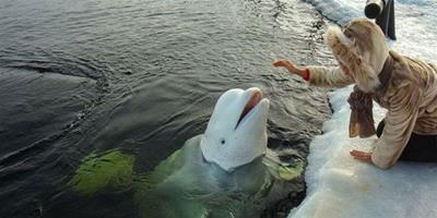 俄野生白鯨被馴化後的結果近半絕食死亡