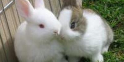 冬天兔子怎麼養 保持兔舍的衛生和乾燥