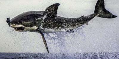 寵物趣圖：南非4米大白鯊躍出水面捕食海豹