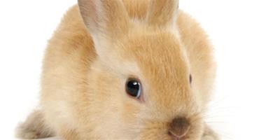 兔螨蟲的預防處理