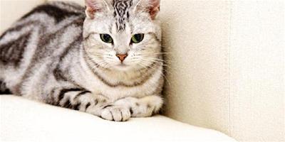 虎斑貓日常護理要注意什麼？虎斑貓洗澡和日常清潔方法