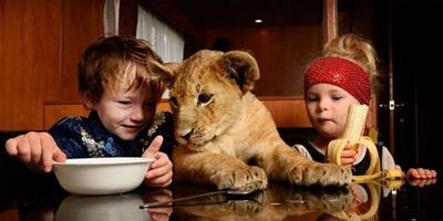 澳馬戲團3歲馴獸師與幼獅同桌吃飯