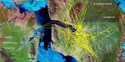 美科學家用衛星定位繪製北極狼活動軌跡圖