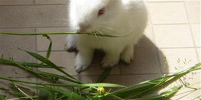 兔子最愛吃什麼草 注意科學的餵養原則