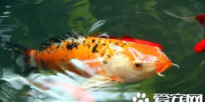 錦鯉魚疾病預防 不能連續使用同一種藥物消毒