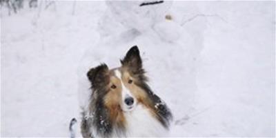 寵物狗的雪中情