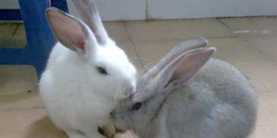 兔子能吃香蕉皮嗎 兔子的腸胃很嬌弱