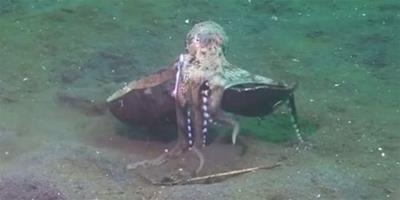 足智多謀:章魚懷抱椰子殼行走海床