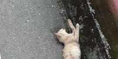 路上遇到流浪貓的屍體 小朋友溫暖地安葬了它
