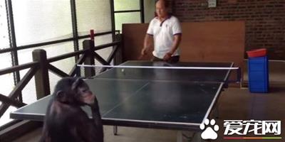 黑猩猩和人類打球 贏了還轉身偷笑