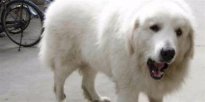 大白熊犬患有犬瘟熱怎麼處理