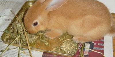 兔子喜歡吃的草 苜蓿草的粗蛋白含量高