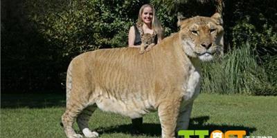 獅虎獸體型龐大，體重達800斤