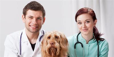 狗狗膿腫的症狀和治療