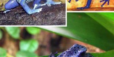 藍箭毒蛙也叫藍色毒鏢蛙