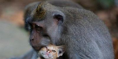 無私的母愛 猴媽媽領養小貓咪抱緊緊疼入心