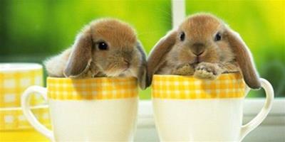 兔子用什麼喝水？兔子怎麼喝水？