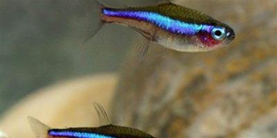 霓虹燈魚品種資料