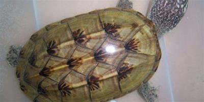 蛋龜——墨西哥巨型麝香