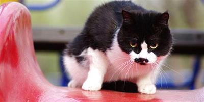 健康養貓法：不僅長壽，還能成網紅？