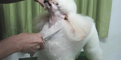 貴賓犬出現皮膚過敏的處理辦法