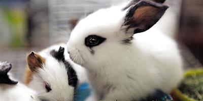 夏天寵物兔要怎麼養？