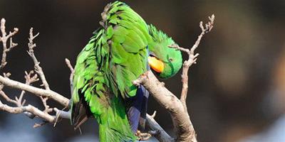 青綠鸚鵡怎麼養 青綠鸚鵡飼養需要注意事項