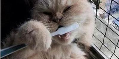 貓貓怎樣刷牙才更乾淨