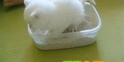 貓砂有哪些常見種類