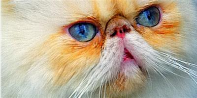 寵物貓清理眼睛的具體步驟