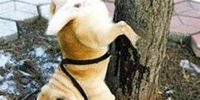 狗狗為什麼喜歡在樹邊或者電線杆旁尿尿