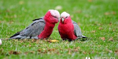 粉紅胸鳳頭鸚鵡養殖 粉紅胸鳳頭鸚鵡飼養管理