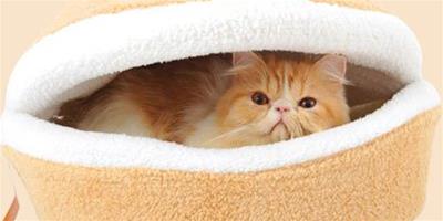 創意貓咪寵物窩 為你的愛寵選擇屬於它的天地