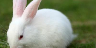 高手傳授餵養寵物兔兔經驗