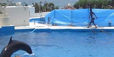 海豚不堪表演跳出水池自殺！