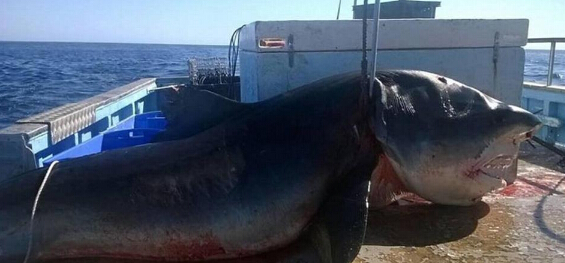 澳大利亚冲浪胜地 6米虎鲨被捕杀血腥场面曝光
