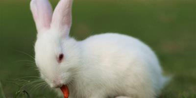 兔兔疥癬病的預防及治療
