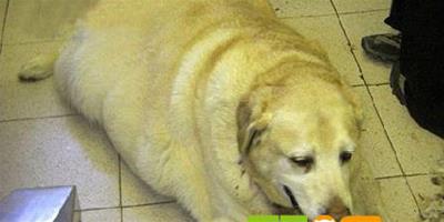 英國一寵物狗體重70公斤 主人被罰款100英鎊