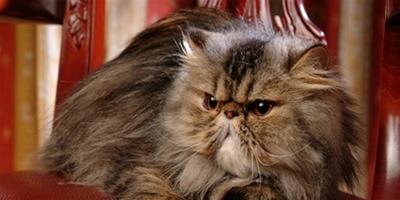 貓咪發怒生氣有什麼表現？