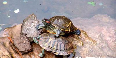烏龜怎麼餵養 烏龜的窩需要時常清理