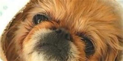 犬窩咳是常見病症嗎?